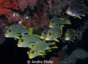 Sweetlips formation by Andre Philip 